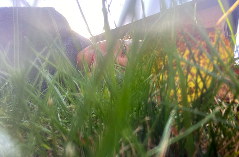 Jaime in the grass